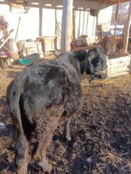 Коровы, быки: Продаю | Бык (самец) | На откорм | Привязанные — 7