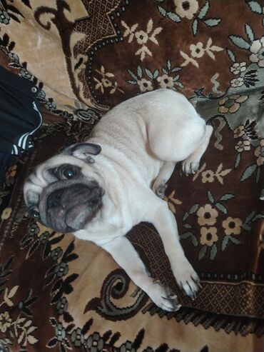 İtlər: Mops, 1 il, Erkek