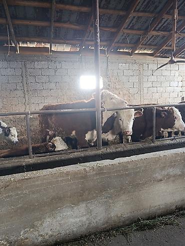 Коровы, быки: Продаю | Бык (самец) | Герефорд | На откорм | Племенные — 12