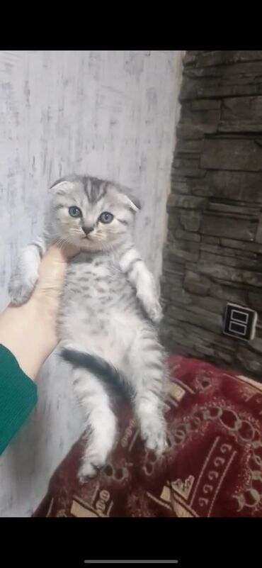 где можно купить котенка: Шотладская вислоухая, Самец, Самка, В добрые руки, Самовывоз, Платная доставка, Доставка в районы