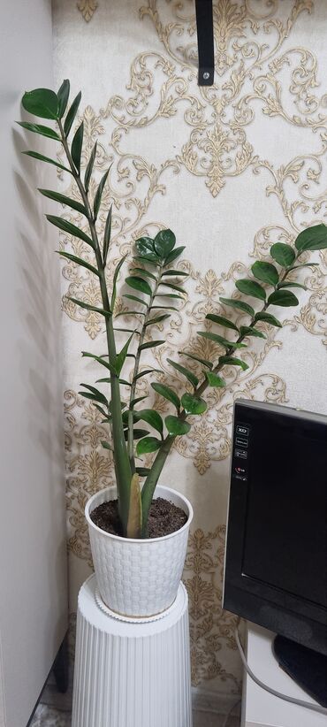 Денежное дерево: Продаю растение долларовое дерево 40см сансевиерию 70см на день — 15