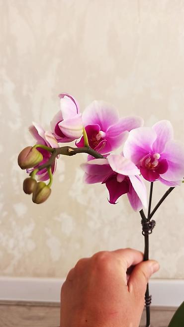Орхидеи: Орхидея фаленопсис Особенности: - Крупные цветки классической формы — 3