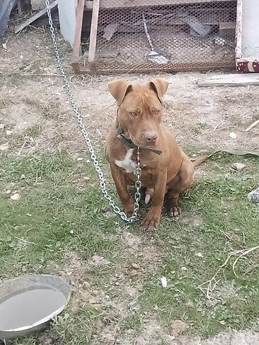 pitbul balaları: Pitbul, 8 ay, Erkək, Peyvəndli, Ünvandan götürmə — 1