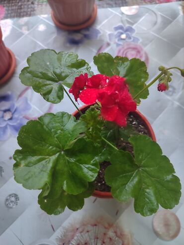 Хлорофитумы: Продаю комнатные цветы Сансевиерия-250сом (тещин язык ) Хлорофитум — 20