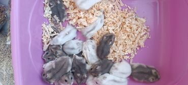 Gəmiricilər: 2cunqarik 1qəfəs üstündə vitaminli yem,quru yonca,apilka hədiyyə cəmi -da lalafo.az — 16 Gəmiricilər: 2cunqarik 1qəfəs üstündə vitaminli yem,quru yonca,apilka hədiyyə cəmi — 16