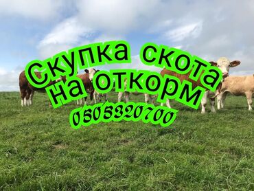 соски для телят: Куплю | Коровы, быки, Лошади, кони | На откорм, Откормленные