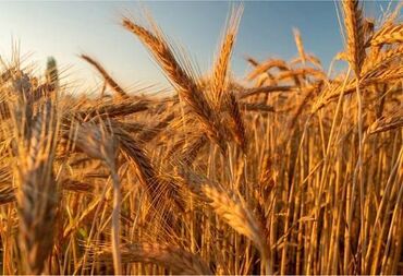пшеница на корм: Арпа оптом сатылат. Яровой сорт, семенной, Уруктукка да болот