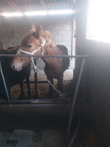 охот собака: Сатам | Тай