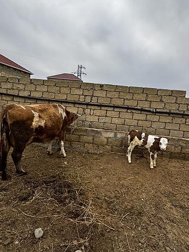 Inəklər, öküzlər: Simmental inək satılır. 27 günlük dişi balası var. 3-cü balasıdır — 5