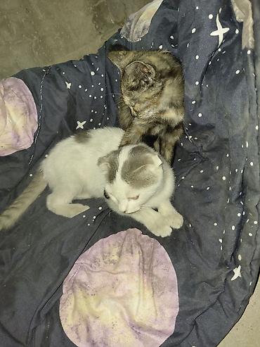 вислоухие котята даром: Кошка даром: Скотиш Фолд (Шотландская вислоухая), Девочка — 1