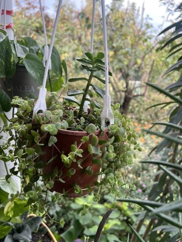 Otaq bitkiləri: Otaq və balkon üçün dekorativ bitkilər kolleksiyası - Qırmızı — 16