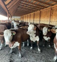 продаю дойных коров: Сатам | Уй (ургаачы), Бука (эркек), Кунаажын