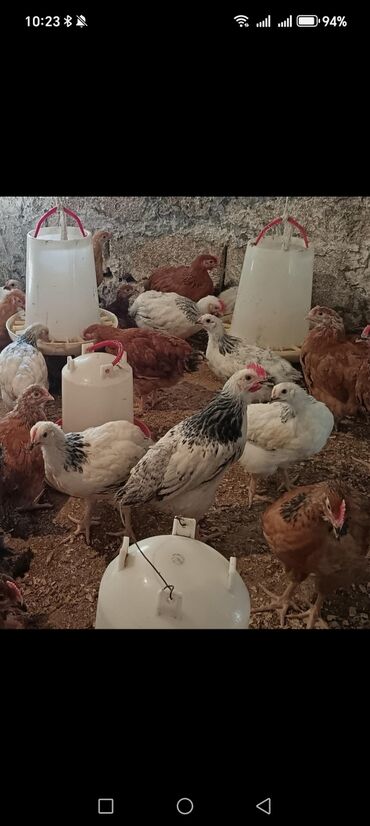 cins ineklerin qiymeti: Sivirlibs. Tam saglam cuce ler. 50 gunluk diler. Ceki 1 kilo. Qiymet