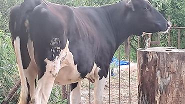 Inəklər, öküzlər: Dişi, Simental, il: 3, 500 kq — 7