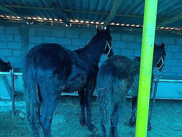 Лошади, кони: Продаю | Жеребец | Для разведения | Племенные — 5