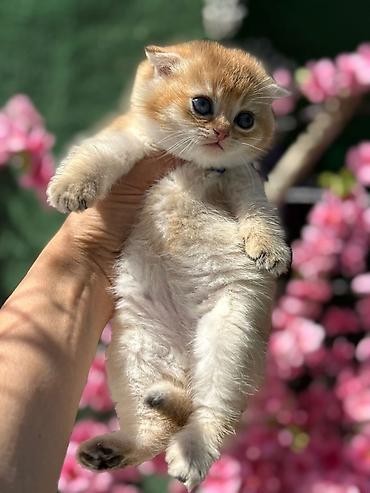 Pişiklər: Britan — 3