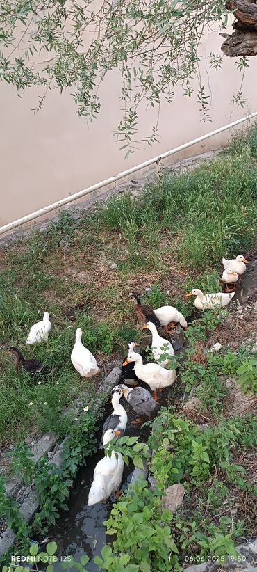 Ördəklər: Dişi, Damazlıq, Ünvandan götürmə