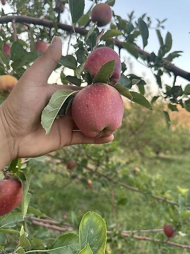 кукуруза для попкорну: Яблоки Превосходное, Оптом — 8