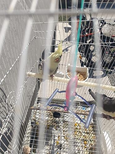 bulbul quşu: Yetişkin quşlardır yumurtlamağa hazırlaşırlar 1 dəfə bala çıxardıblar — 6