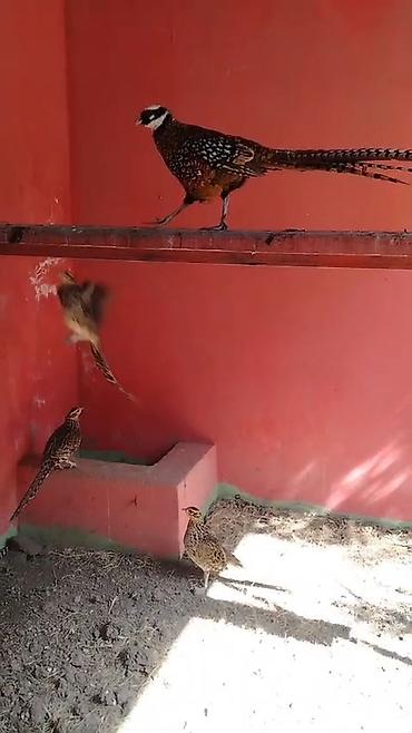ördək balası və cücə: Kirali qirqovul satilir 3 fere 1 xoruz pula ehdiyac var diye — 5