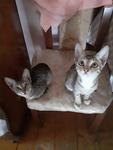 bala pisiklər: Lənkəranda etibarlı əllərə iki bala pişiklər🐈🐈🐈sahibləndirilir.Şirin — 3