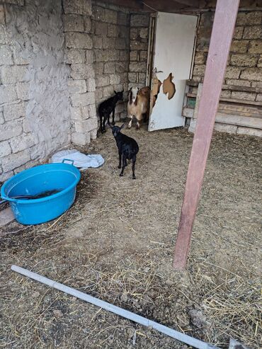 Keçi, çəpiş: Salam hər kəsə. 4 İspan sortu mursiyano və 1 erkək hələb satılır — 6