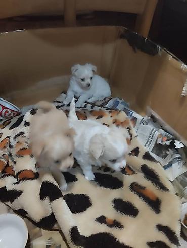Продажа собак: Чихуахуа, 2 месяца, Самец — 4