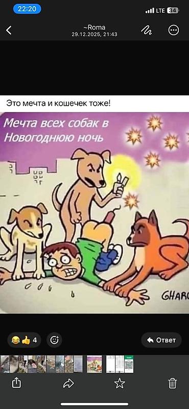 Отдам даром собаку: ПРИЮТ У НАС Собачки на любой вкус это приют все собачки привитые — 21