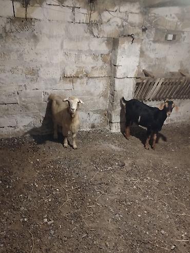 Keciler. Ag. Keci
