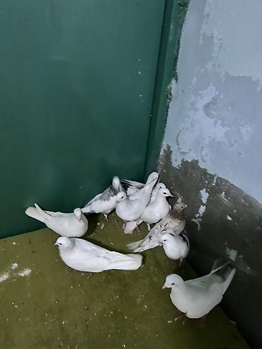 heyvanlar quşlar: Tutulma quwdardi — 2