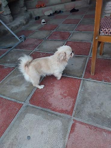 Pekines, 9 ay, Dişi lalafo.az -da — 2 Pekines, 9 ay, Dişi — 2