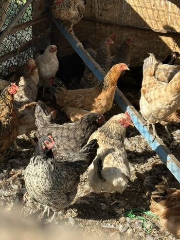 суточные цыплята бройлеры купить: Продаю | Куры | Домашняя | Несушки