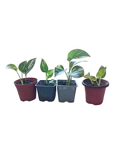 sobno bilje vrste: Sobne biljke – Epipremnum aureum (potos, scindapsus) u saksijama - — 2