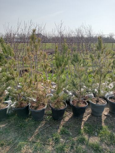 Şitillər: Toptan ve perakende formada yasil ve meyve agaclarin satisi🌴🌳🌱🍃 -da lalafo.az — 8 Şitillər: Toptan ve perakende formada yasil ve meyve agaclarin satisi🌴🌳🌱🍃 — 8