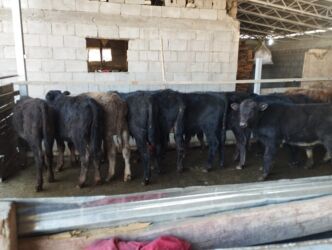 хатико собака: Продаю | Бык (самец), Музоо, торпок | Симментальская, Шароле, Абердин-ангус | Искусственник