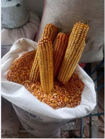 сафлор семена: Кукуруза семена ! Продаю семена кукурузы сорт (Чуйский) качество 100%