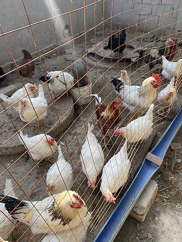 курен: Продаю | Куры | Домашняя | Несушки — 1