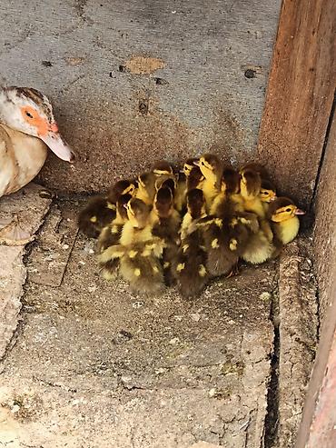 ördek: Muscovy ördəyi (indoutka) – damazlıq sürü və bala ördəklər - Cins — 7