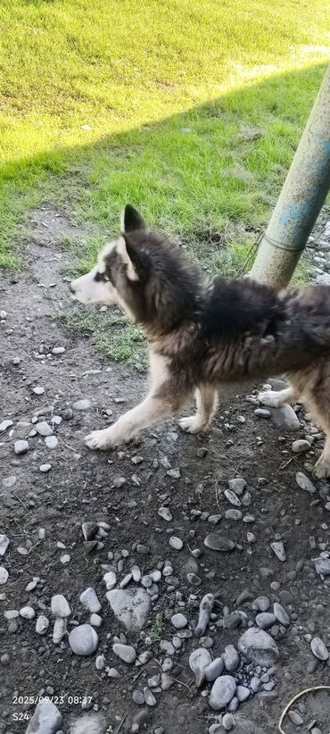 it adlari erkek: Xaski, 6 ay, Erkek, Pulsuz çatdırılma