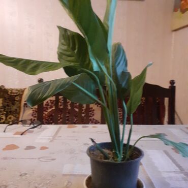 Otaq bitkiləri: Sansivyera bitkisi 5 gövdəlidir dibçəyin biri 20 — 9