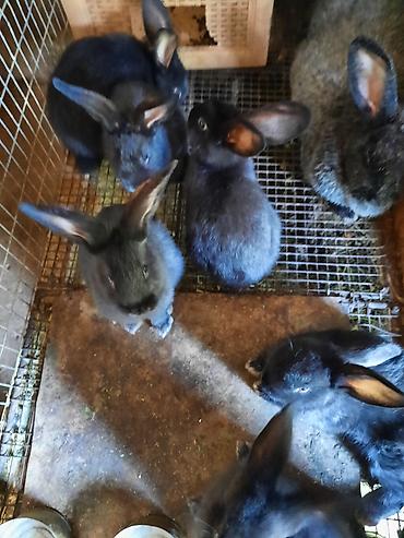 Кролики: Продаю | Крольчата | Племенные — 3