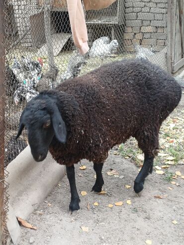 сколько стоит кролик домашний: Сатам | Ургаачы кой (ургаачы) | Көбөйтүү үчүн | Токту