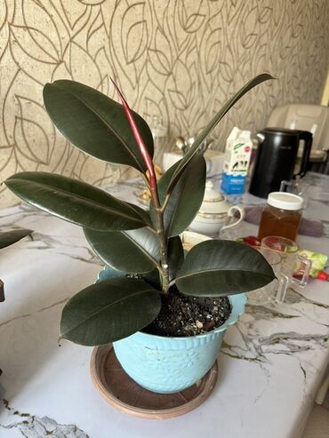 грунт для рассады: (Звонит и писать в ватсап) Фикус эластика (Ficus elastica