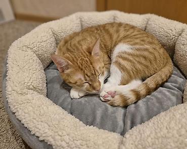Отдам даром кошку: Кошка даром: Экзотическая, 1 год, Мальчик — 2