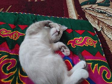 кошки сиамская: Беспородная, 2 месяца, Девочка, Белый — 3