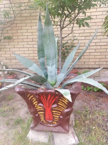 382 oglasa | lalafo.rs: Kaktus cveće sa slike, visine 65 cm od žardinjere do vrha, raspon 1 m