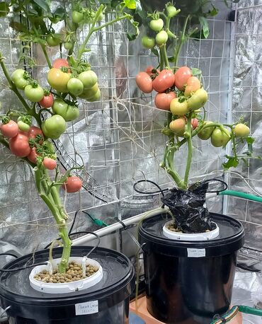 Другие товары для дома и сада: Гидропоника!!!!- это метод автоматезированного выращивания — 10