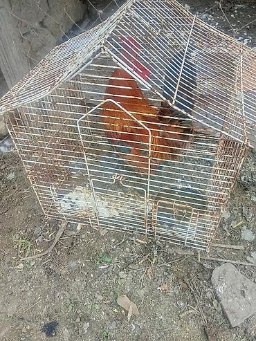 qus iran: Spanka xoruz satılır tam saglamdiisteyen maraqlana bilər munasibdi — 1
