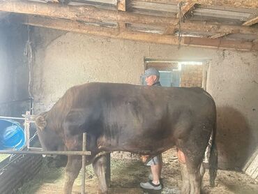 купить измельчитель травы и сена: Срочно продаю Чистый Швиц 1 год 10 месяцев хороший откормленный
