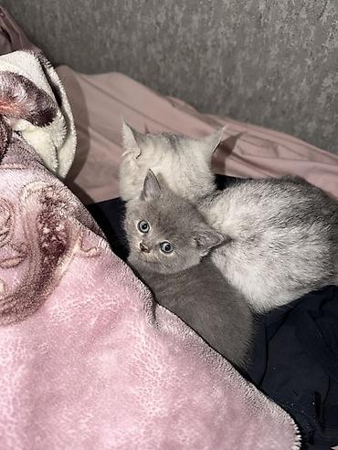 пародистые котята: Британская короткошёрстная, 1 месяц, Мальчик, Серый, Приучена к лотку — 3
